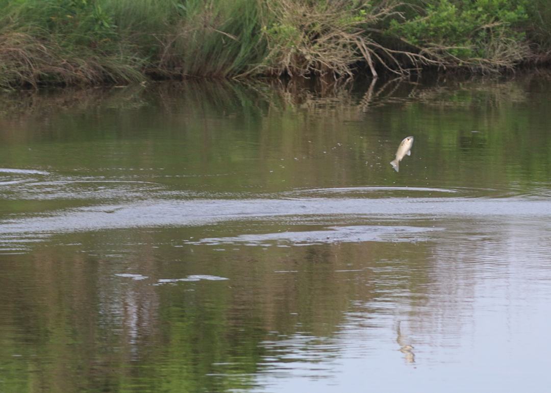 #13. Louisiana